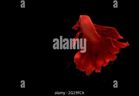 Super Red Halfmoon, Cupang, Betta, siamese fighting fish beyond bubbles, Isolated on Black Stock Photo