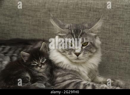 an adult cat with a kitten lie together