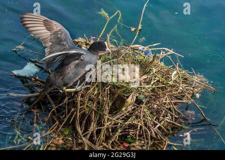 Nesting Coot with a clutch of eggs on the nest. Stock Photo
