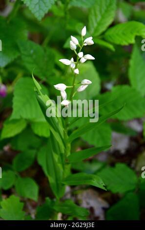 narrow-leaved helleborine, Langblättriges Waldvöglein, Cephalanthera longifolia, kardos madársisak, Őrség, Hungary, Magyarország, Europe Stock Photo