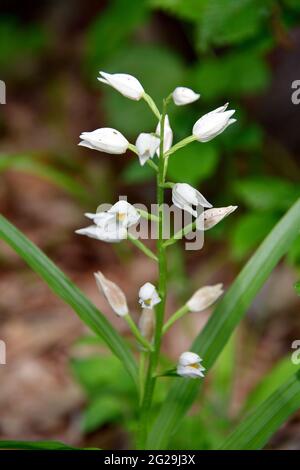 narrow-leaved helleborine, Langblättriges Waldvöglein, Cephalanthera longifolia, kardos madársisak, Őrség, Hungary, Magyarország, Europe Stock Photo