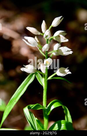 narrow-leaved helleborine, Langblättriges Waldvöglein, Cephalanthera longifolia, kardos madársisak, Őrség, Hungary, Magyarország, Europe Stock Photo