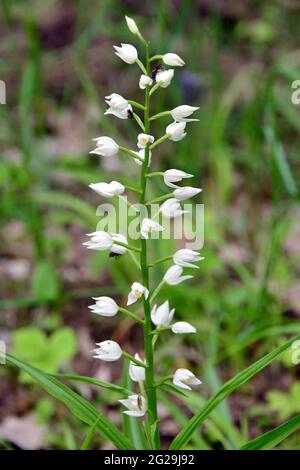 narrow-leaved helleborine, Langblättriges Waldvöglein, Cephalanthera longifolia, kardos madársisak, Őrség, Hungary, Magyarország, Europe Stock Photo