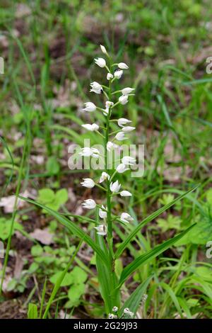 narrow-leaved helleborine, Langblättriges Waldvöglein, Cephalanthera longifolia, kardos madársisak, Őrség, Hungary, Magyarország, Europe Stock Photo