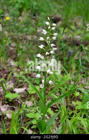 narrow-leaved helleborine, Langblättriges Waldvöglein, Cephalanthera longifolia, kardos madársisak, Őrség, Hungary, Magyarország, Europe Stock Photo