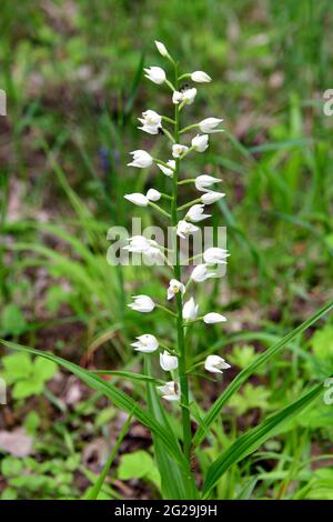 narrow-leaved helleborine, Langblättriges Waldvöglein, Cephalanthera longifolia, kardos madársisak, Őrség, Hungary, Magyarország, Europe Stock Photo