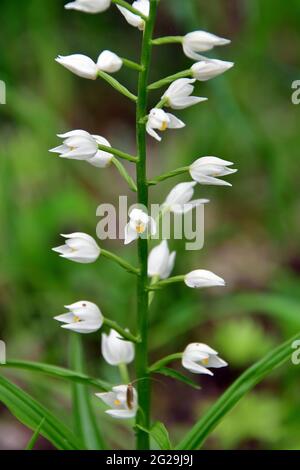 narrow-leaved helleborine, Langblättriges Waldvöglein, Cephalanthera longifolia, kardos madársisak, Őrség, Hungary, Magyarország, Europe Stock Photo