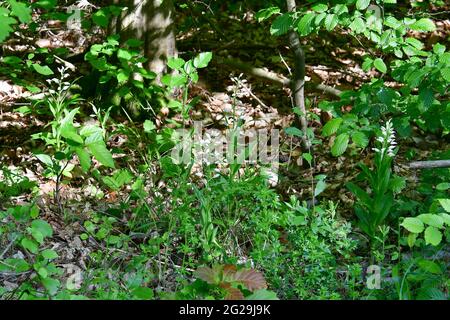 narrow-leaved helleborine, Langblättriges Waldvöglein, Cephalanthera longifolia, kardos madársisak, Őrség, Hungary, Magyarország, Europe Stock Photo