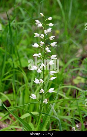 narrow-leaved helleborine, Langblättriges Waldvöglein, Cephalanthera longifolia, kardos madársisak, Őrség, Hungary, Magyarország, Europe Stock Photo