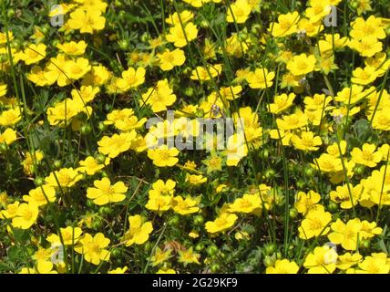 Potentilla tabernaemontani, yellow spring flower, small blossom, a cover plant Stock Photo