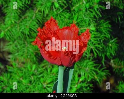 Full-flowered red tulip, rich blossom with a serrated edge of the flower close-up Stock Photo