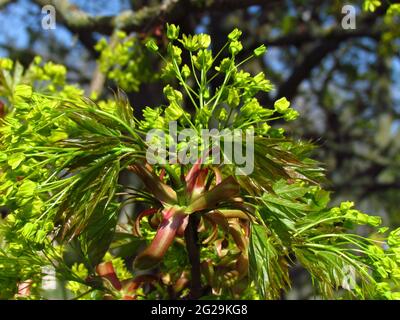 Flowering maple in april, closeup with young raking leaves, close-up Stock Photo