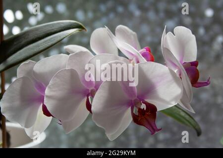 Phalaenopsis branch with purple white flowers close up Stock Photo