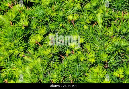 Dwarf Alberta spruce (Picea glauca) - needles texture. Evergreen perennial coniferous plant used as decoration in landscape design of park or garden. Stock Photo