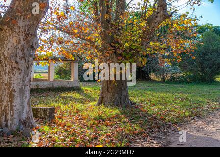 Symbols of autumn tree and maple leaves. Late afternoon. Colors and colored and deciduous leaves. Autumn season in Brazil. Rural and bucolic landscape Stock Photo