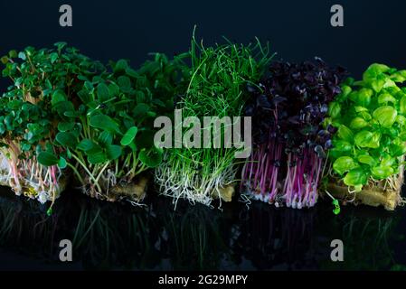 Mix of microgreens on a black background with reflection. Micro greens of onions, radishes, sunflowers and basil. Healthy food concept. Stock Photo