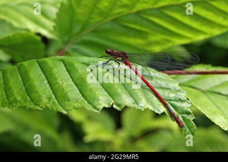 Large Red Damselfly sitting on a leaf. Stock Photo