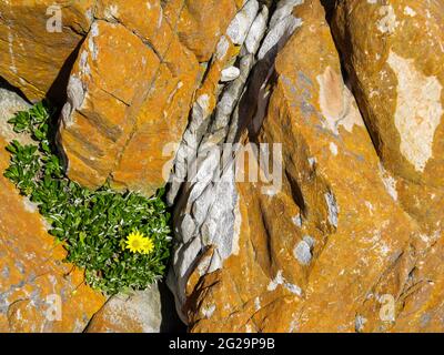 A small trialing gazania, growing in a crack of sandstone covered in orange lichen on the Tsitsikamma Coast of South Africa Stock Photo