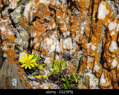 A small yellow daisy growing in a thin crack in Quartz covered in orange lichen on the Tsitsikamma Coastline in South Africa Stock Photo