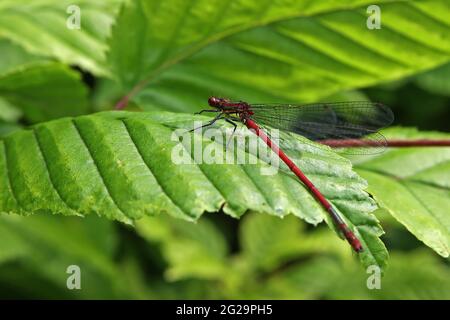 Large Red Damselfly sitting on a leaf. Stock Photo