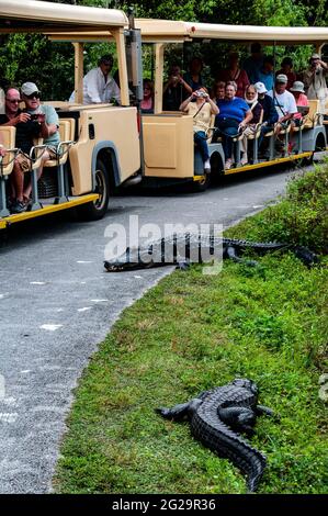 Tourists on tram, alligators in roadway, Shark Valley Visitor Center, Everglades National Park, Florida Stock Photo