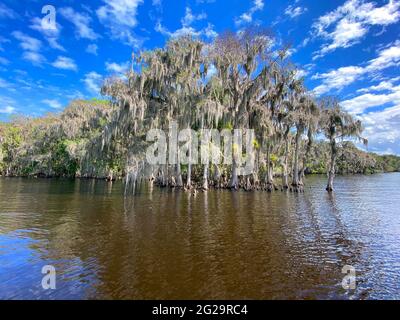 Cypress trees draped with Spanish moss on shore of St. Johns River, blue skies and white clouds above, Florida Stock Photo