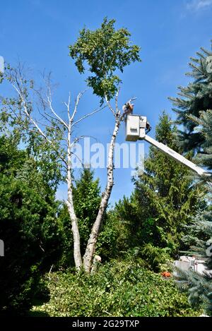 Professional tree trimmer removing dead or damaged birch tree using chainsaw on elevated hydraulic lift to gain height advantage, Browntown WI, USA Stock Photo