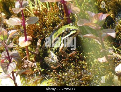 Green frog living in our garden pond Stock Photo