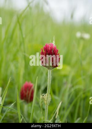 Trifolium incarnatum, known as Crimson Clover or Italian Clover Stock Photo
