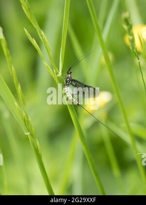 A Common Mayfly (Ephemera danica) resting on a reed stem. Stock Photo