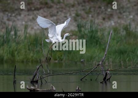 Great egret (Ardea alba) flying over wetland in natural habitat Stock Photo