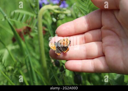 Child holding a Small Copper Butterfly Stock Photo
