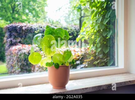 Indoor plant Chinese money tree, Pilea peperomioides green house plant modern retro decoratiion on windowsill with beautiful green summer view in Stock Photo