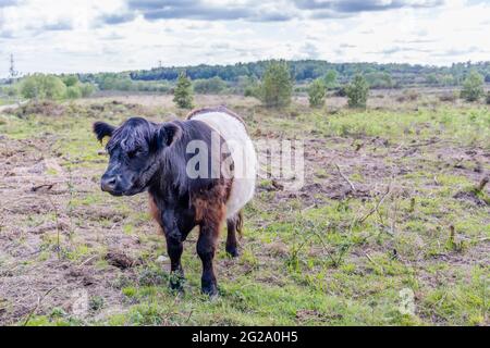 Belted Galloway cow with characteristic long hair coat and broad white belt, a traditional Scottish breed of beef cattle in Chobham Common, Surrey Stock Photo