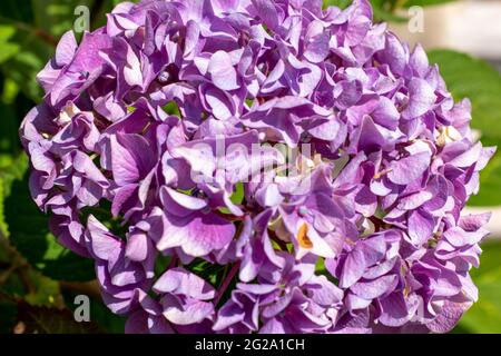 Hydrangea common names hydrangea or hortensia, is a genus of 70–75 species of flowering plants native to Asia and the Americas. Colors of nature. Stock Photo