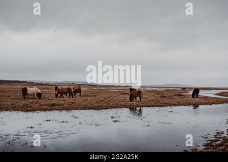 Horses grazing next to a river in a cloudy Icelandic landscape Stock Photo