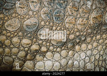 Closeup of calm alligator an reptile skin covered with sand Stock Photo