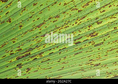 Close up of green leaf on fan palm tree with brown and yellow spots Stock Photo