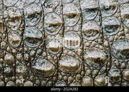 Closeup of calm alligator an reptile skin covered with sand Stock Photo