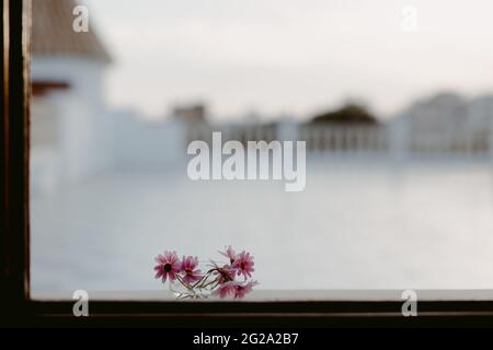 High angle of bouquet of small fragrant pink Chrysanthemum in water in transparent glass near window with dark wooden frame in country house Stock Photo