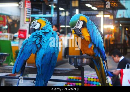 Chiang Mai, Thailand - September 28,2015: Two Blue-yellow macaw parrots are sitting on the branch on the street in Chiang Mai, Thailand Stock Photo