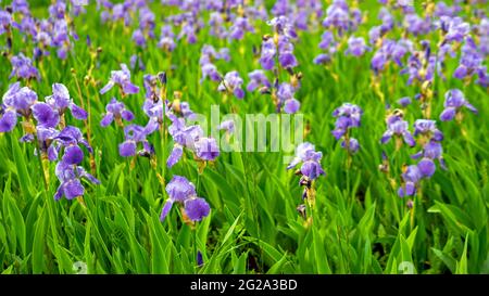 A field of purple flowers with raindrops on the petals. A beautiful plantation of flowers. Florists. Nature background Stock Photo