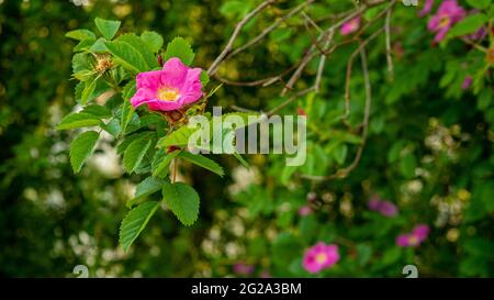 Blooming spring rosehip bush. Pink flower on a tree branch. Stock Photo