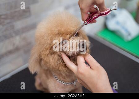 From above careful faceless female nurse cutting fluffy fur of obedient brown miniature Poodle beside eyes with scissors in modern vet studio Stock Photo