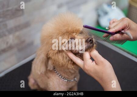 From above careful faceless female nurse cutting fluffy fur of obedient brown miniature Poodle beside eyes with hair comb in modern vet studio Stock Photo