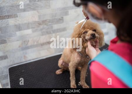 From above careful faceless female nurse cutting fluffy fur of obedient brown miniature Poodle beside head with scissors in modern vet studio Stock Photo