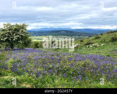 Warton Crag Nature Reserve, Carnforth Stock Photo