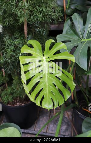 Closeup of the leaves on a swiss cheese monstera plant Stock Photo