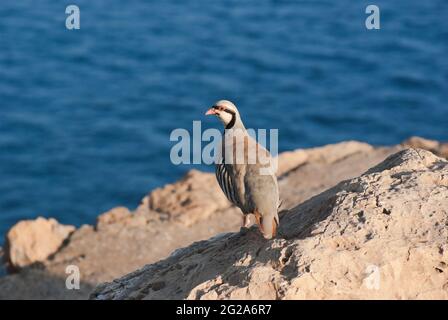 Rock Partridge, on background the sea of cape Sounion, Greece Stock Photo