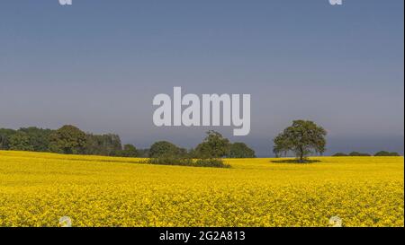 rapeseed field in spring Stock Photo